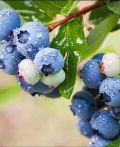 Blueberry All - Season Collection - Early, Mid and Late fruiting varieties - supplied in 9cm pots