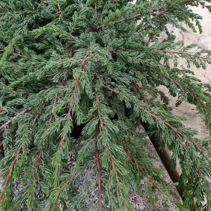 Juniperus Repanda - Spreading Evergreen Shrub, Dark Green Foliage (15-30cm Height Including Pot)