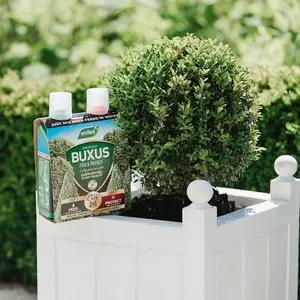 Westland Buxus 2 In 1 Concentrate Plant Food Feed & Protect 2 x 500ml Topiary