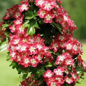 Crataegus Crimson Cloud Tree - Abundant Red Berries, Ornamental, Red and White Flowers (5-6ft)