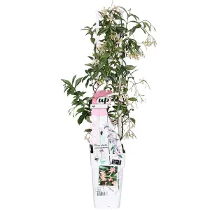 Evergreen Climber Duo 9cm Potted Plant x 2