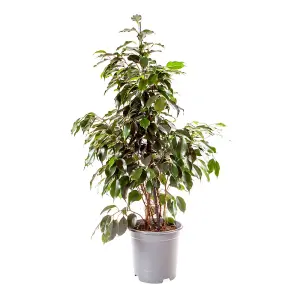 Ficus Benjamina Exotica with Pot - House Plants for Homes & Offices Including White Plant Pot