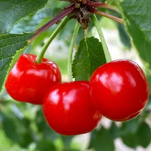 Cherry Morello - Fruit Tree, Outdoor Garden Plant Patio Trees (4-5ft Height, 7.5L Pot)