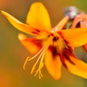 Crocosmia 'Emily McKenzie' in 9cm Pot - Herbaceous Perennial - Ready to Plant