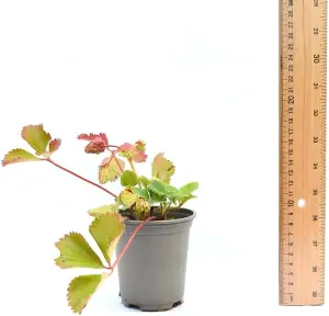 Fruit Tayberry (Rubus) 9cm Potted Plant x 3