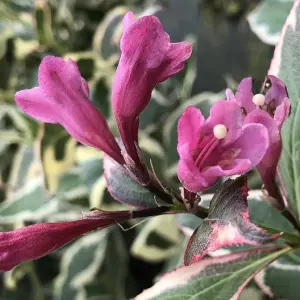 Weigela 'All Summer Monet' in 9cm Pot - Deciduous Shrub with Variegated Foliage