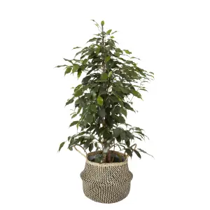 GoodHome Black Herringbone Seagrass Plant pot (Dia) 25cm, (H)26cm