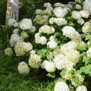 Hydrangea Anomala Petiolaris 2 Litre Potted Plant x 1