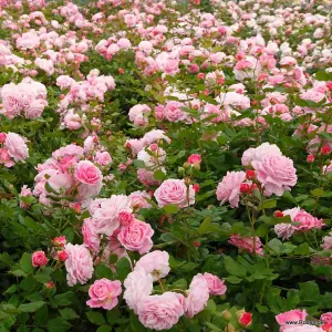 Pink Rose Bush - Countess Marie Henriette