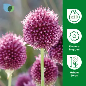 Allium Sphaerocephalon 10 Flower bulbs