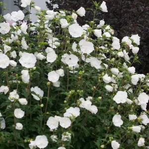 Hibiscus White Chiffon Garden Plant - Elegant White Blooms (15-30cm Height Including Pot)