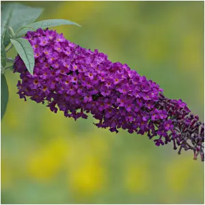 Buddleia Davidii 'Nanho Purple' in 9cm Pot Buddleja Butterfly Bush