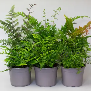 6 x Garden Fern Mix in 13cm Pots