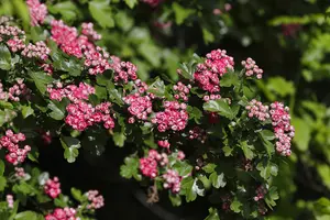 1 Midland Hawthorn Paul's Scarlet/Crataegus Laevigata 3-4ft, Rosea Flore Pleno