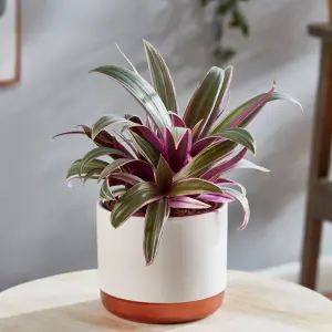 Houseplant Tradescantia Sitara 11cm Pot x 1 & Incredifeed