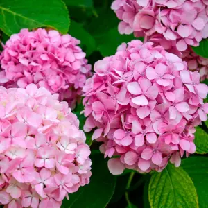 Hydrangea Plant Pink - Large Hydrangea Macrophylla - 50-60cm in Height