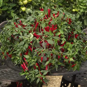 Pepper Chilli Cayennetta 1 Seed Packet (6 Seeds)