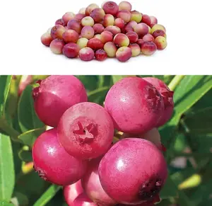 Blueberry Bush 'Pink Lemonade' - Vaccinium in 9cm Pot - Reliable Heavy Cropping