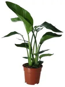 Verve Strelitzia in Terracotta Plastic Grow pot 17cm