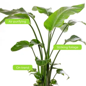 Strelitzia nicolai - Indoor House Plant for Home Office, Kitchen, Living Room - Potted Houseplant (80-90cm Height Including Pot)