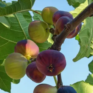 Ficus Carica Brown Turkey - Fig Tree in a 2Litre Pot Ready to Plant