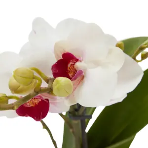 Verve Single Stem Moth orchid in Assorted Ceramic Decorative pot 9cm