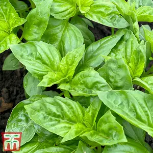 Herb Basil Devotion 1 Seed Packet (100 Seeds)