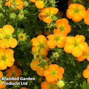 Potentilla fruticosa Bella Sol 3 Litre Pot x 1