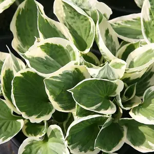 Patriot Plantain Lily Perennials Flowering Plants Hosta 2L Pot