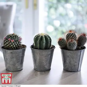 Houseplant Cactus Mix 10.5cm Pot x 1