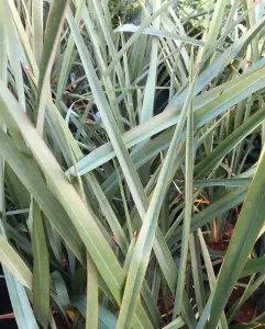 Direct Plants Phormium Tenax Evergreen Shrub Large 2-3ft Large Plant Supplied in a 3 Litre Pot