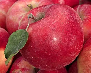 Direct Plants Malus Gala Apple Fruit Tree 4-5ft mm106 Red Juicy & Sweet