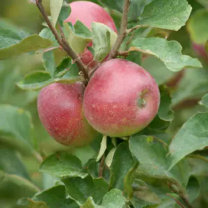 Lincolnshire Fruits Ashmeads Kernel Bareroot Apple 7 Litre Tree