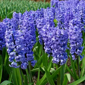 Hyacinth Blue Bulb Trio in 12cm Pot - Three Easy to Grow Hyacinthus Bulbs Growing in Pot - Fragrant Indoor Flowering Plant