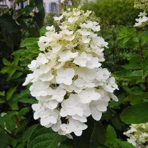 Hydrangea Kyushu Garden Plant - Elegant White Blooms, Compact Size (15-30cm Height Including Pot)