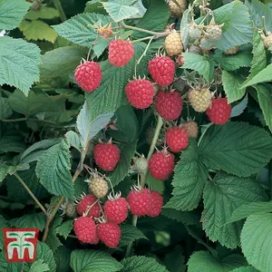 Raspberry (Rubus idaeus) Glen Ample 6 Canes - Grow Your Own Fruit