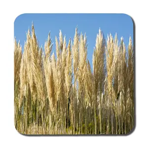 Pampus Grass (Coaster) / Default Title