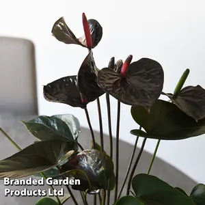 Anthurium Black Love 12cm Pot x 1