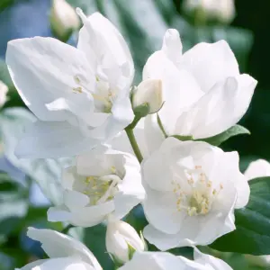 Philadelphus Mrs E L Robinson Garden Shrub - Fragrant White Flowers, Compact Size (10-30cm Height Including Pot)