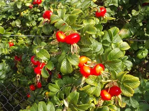 3 Red Wild Rose Hedging 30-50cm Plants,Rosa Rugosa Rubra,Flowers For 6mths 3FATPIGS