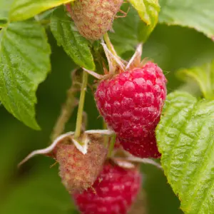 Lincolnshire Fruits Sweet Little Sister Potted 5 Litre (Raspberry)