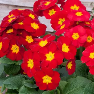 Polyanthus Red Bedding Plants - Vibrant Blooms (6 Pack)