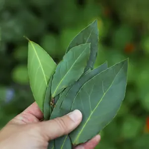 Laurus nobilis, Bay Tree, Large Plant in a 12cm Pot, Cooking Bay Leaf Tree Herb