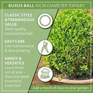 Buxus Ball Topiary 25-30cm diameter in a 5L Pot Garden Ready Established Plants for Outdoor Gardens