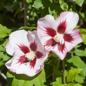 Hibiscus syriacus 'Hamabo' in a 3L Pot