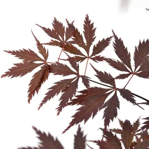 Acer Palmatum Black Lace 3 Litre Potted Plant x 1