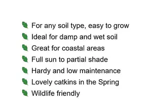 3-4 White Willow (Salix Alba) Field Grown Bare Root Hedging Plants Tree Sapling - Pack of 10