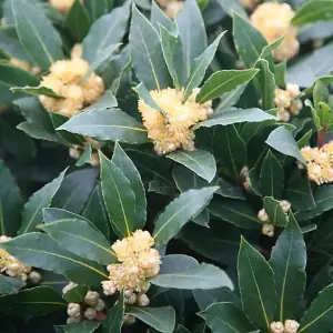 Bay Laurel Herb Plant in 12cm Pot - Laurus Nobilis for Culinary Use