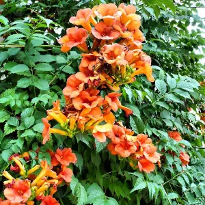 Campsis Radicans - Orange Flowers, Fast-Growing, Climbing Shrub, Hardy (20-30cm Height Including Pot)