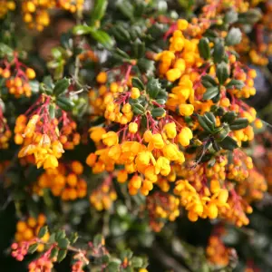 Darwin's Barberry Outdoor Shrub Plant Berberis Darwinii 2L Pot